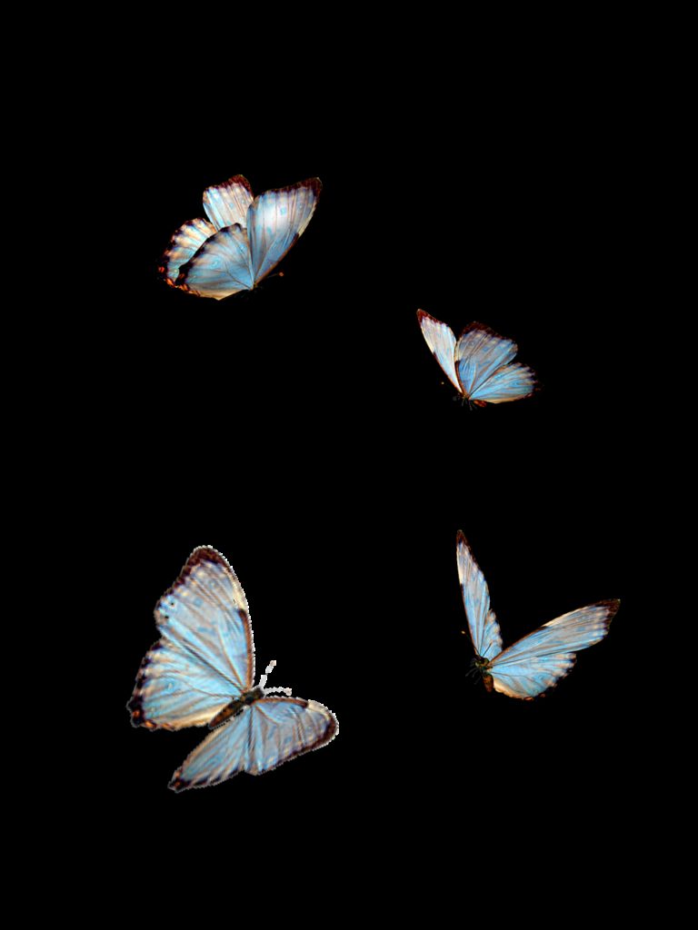 butterflies, blue, insect
